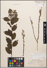 Foto von Salix caprea L. x Salix repens L.